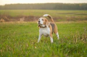 beagle hund på en promenad på en maj kväll foto