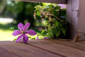 lila kronblad blommor foto