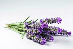 skön lavendel- blommor på vit bakgrund, generera ai foto