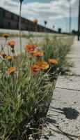 några blommor är fodrad upp på de sida av en väg, i de stil av brutalist, Anka kärna, fläck mätning, betong, orange, prärie kärna, återvunnet, generera ai foto