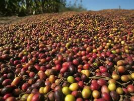 etiopisk röd och grön kaffe körsbär liggande till torr i de Sol. detta bearbeta är de naturlig bearbeta. bona Zuria, etiopien, generera ai foto