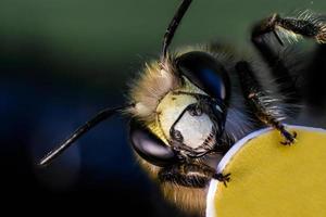 huvud och ansikte av bi i makro foto