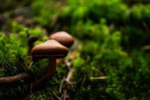 karpatisk naturskog på gröna kullar i sommarberg foto