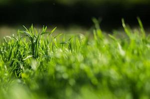 grönt gräs med färska blad närbild med suddig bakgrund foto