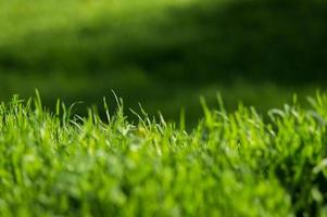 grönt gräs med färska blad närbild med suddig bakgrund foto