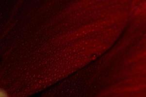 rött kronblad av tulpan i makro med vattendroppar foto