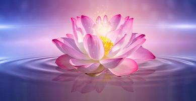 rosa lotus flytande foto