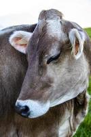 närbild av en ko på Monte Altissimo nära Gardasjön, Trento, Italien foto