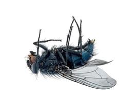 närbild av en död fluga som ligger på ryggen