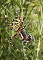 en stor getingspindel äter en skalbagge i en spindelväv mellan ängar
