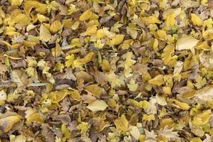 höstliga färgglada löv av lönnträd full ram som bakgrund foto