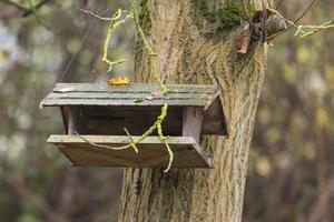 fågelmathus hänger på ett valnötträd med höstligt lövverk