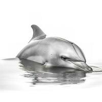 delfin isolerat på vit bakgrund, generera ai foto