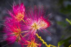 närbild av en rosa siris eller albizia julibrissin blomma foto