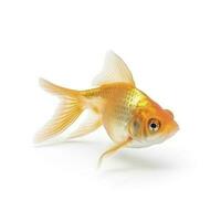 guldfisk isolerat på vit bakgrund, generera ai foto