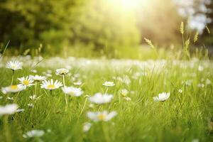 solig vår gräs äng, daisy blommor , generera ai foto