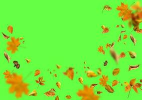samling uppsättning av skön färgrik höst löv isolerat på grön bakgrund foto