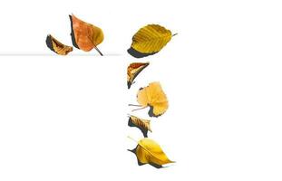 flerfärgad löv. färgrik höst löv samling isolerat på vit bakgrund foto