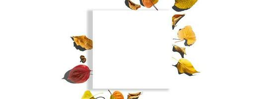 flerfärgad löv. färgrik höst löv samling isolerat på vit bakgrund foto