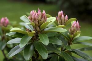 rhododendron eller rosebay löv och knoppar redo till öppen i vår trädgård, närbild. ericaceae vintergröna buske, toxisk löv. azalea, dekorativ buskar, generera ai foto