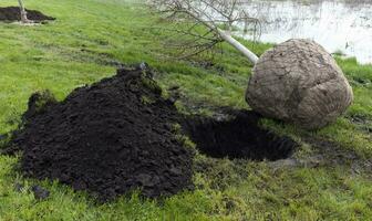 fröplanta redo för plantering i stad parkera, landskaps begrepp. värma väder för plantering träd närbild. manuell plantering av en träd. de fröplanta Begagnade i de framtida för plantering i en permanent plats. foto