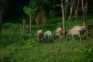 djur beredd för slakt under eid al-adha. offra eller offra dag på eid al-adha i Indonesien. foto