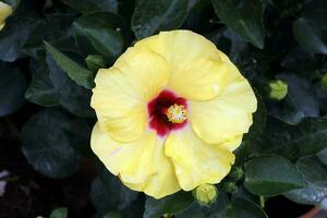 hibiskus blomma orange röd gul utomhus- trädgård dagsljus foto