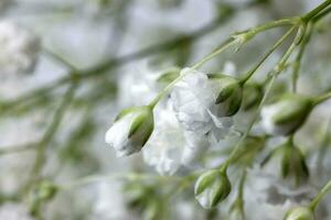 små vit upptagen bebis andetag blomma knippa på vit bakgrund foto