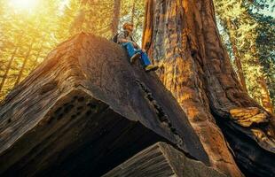 sequoia skog vandrare foto