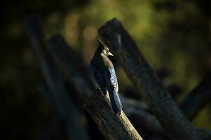 stellare jay närbild foto