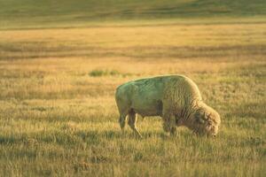 albino amerikan bison foto