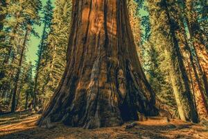 jätte gammal sequoia träd foto