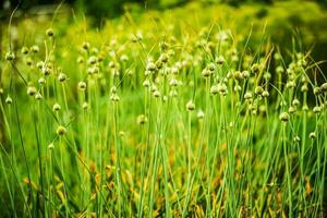 blommande gräslök närbild foto