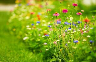 sommar tid färgrik vild blommor foto