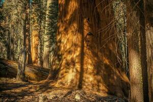 sierra redwood skog foto