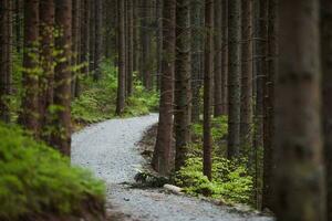 tall skog trailheaden foto