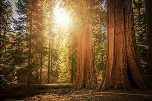 gammal sequoia skog foto