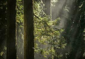 tidigt solig morgon- i de redwood skog foto
