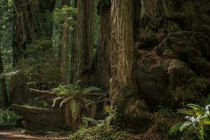 otrolig gammal redwood skog foto