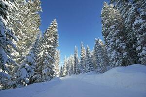 naturskön vinter- skog väg foto