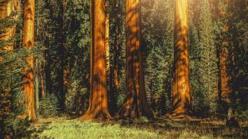 jätte sequoia träd skog panorama- foto