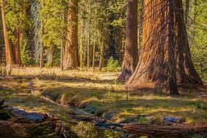 de jätte sequoias plats foto