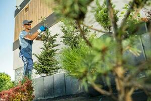 trädgårdsmästare plantering stor gran träd i en bostads- trädgård foto
