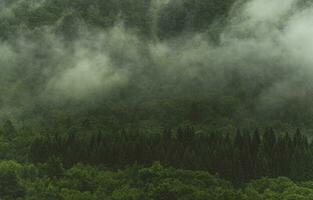 skog täckt förbi morgon- dimma foto