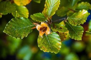 fagus sylvatica i den mindre parken foto