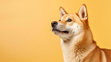 rolig söt hund shiba på gul studio bakgrund, generativ ai foto