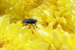 hus flyga på gul blomma utomhus- dagsljus foto