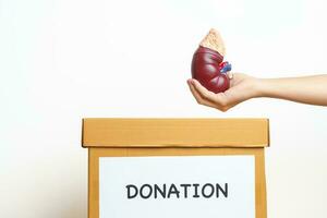 organ donation, välgörenhet, volontär, ger begrepp. hand innehav anatomisk mänsklig njure binjur körtel modell in i donera låda för Stöd sjukdom av urin- systemet och stenar, cancer, värld njure dag foto
