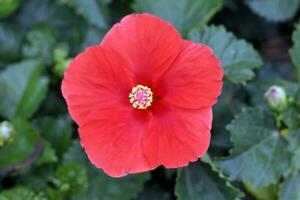 hibiskus blomma orange röd gul utomhus- trädgård dagsljus foto