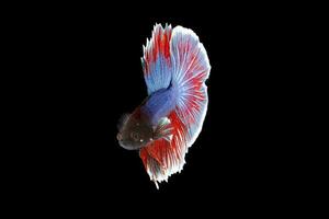färgrik beta kämpe fisk foto